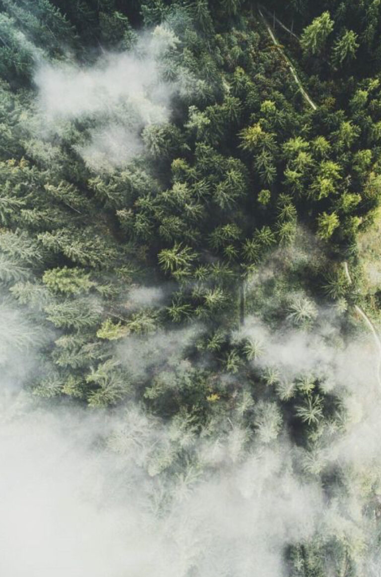 Waldbaden: Natur als Quelle der Regeneration