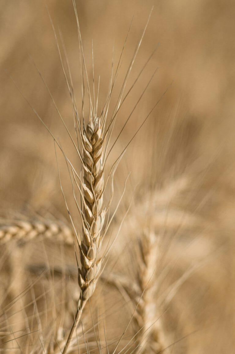 Gluten & Fatique: Was du wissen solltest